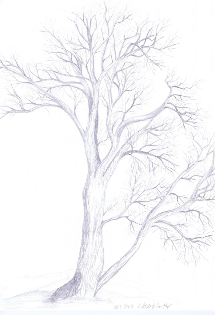 Peinture Étude détaillée d'une arbre